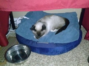 This is Kiki's home with Ron Hall. Kiki is seated by the heating vent, on a heated blanket with water and food within reach. Kiki likes to hid, so we use the table cloth to keep her 'hidden'. 